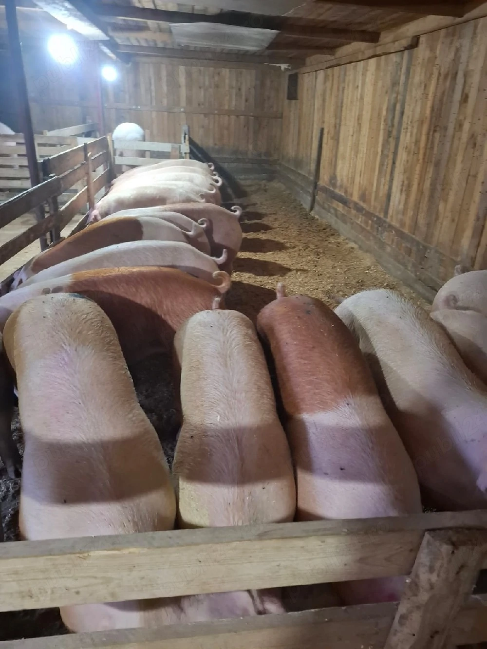 vand porci de rasa de carne 