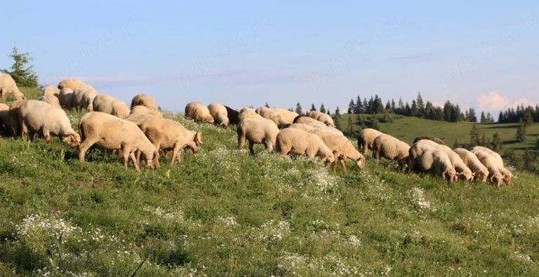 Vând miei sau schimb cu capre angulo-nubiene 