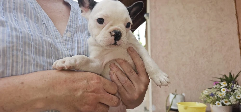 mascul bulldog frandez