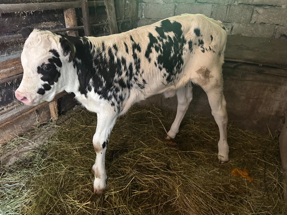 Vițica Holstein