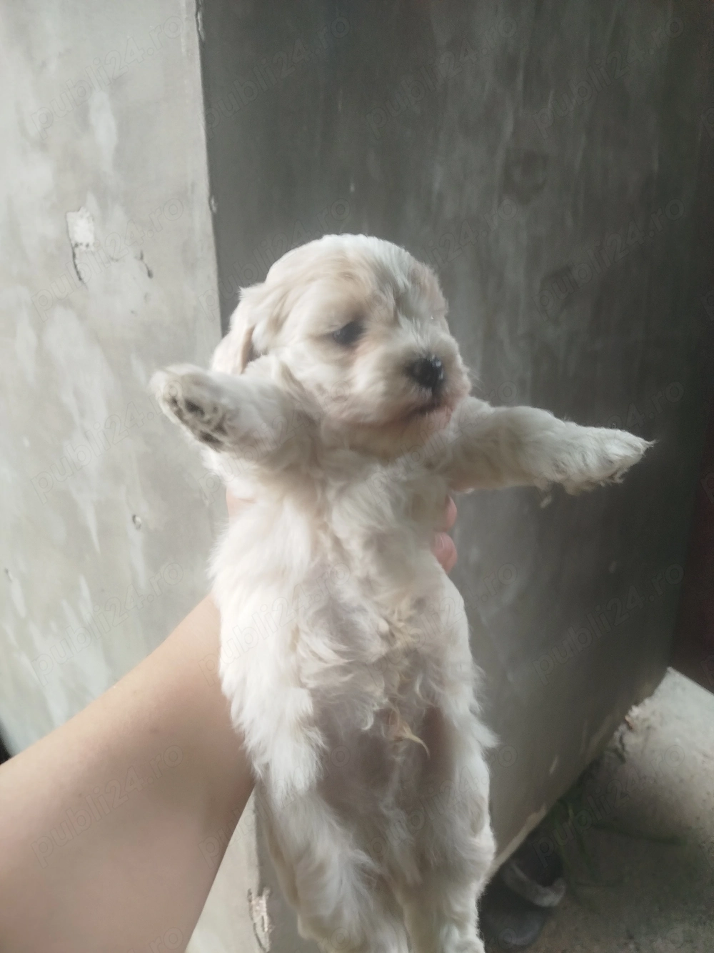 Vând puiuți de bichon, fetița și baiat