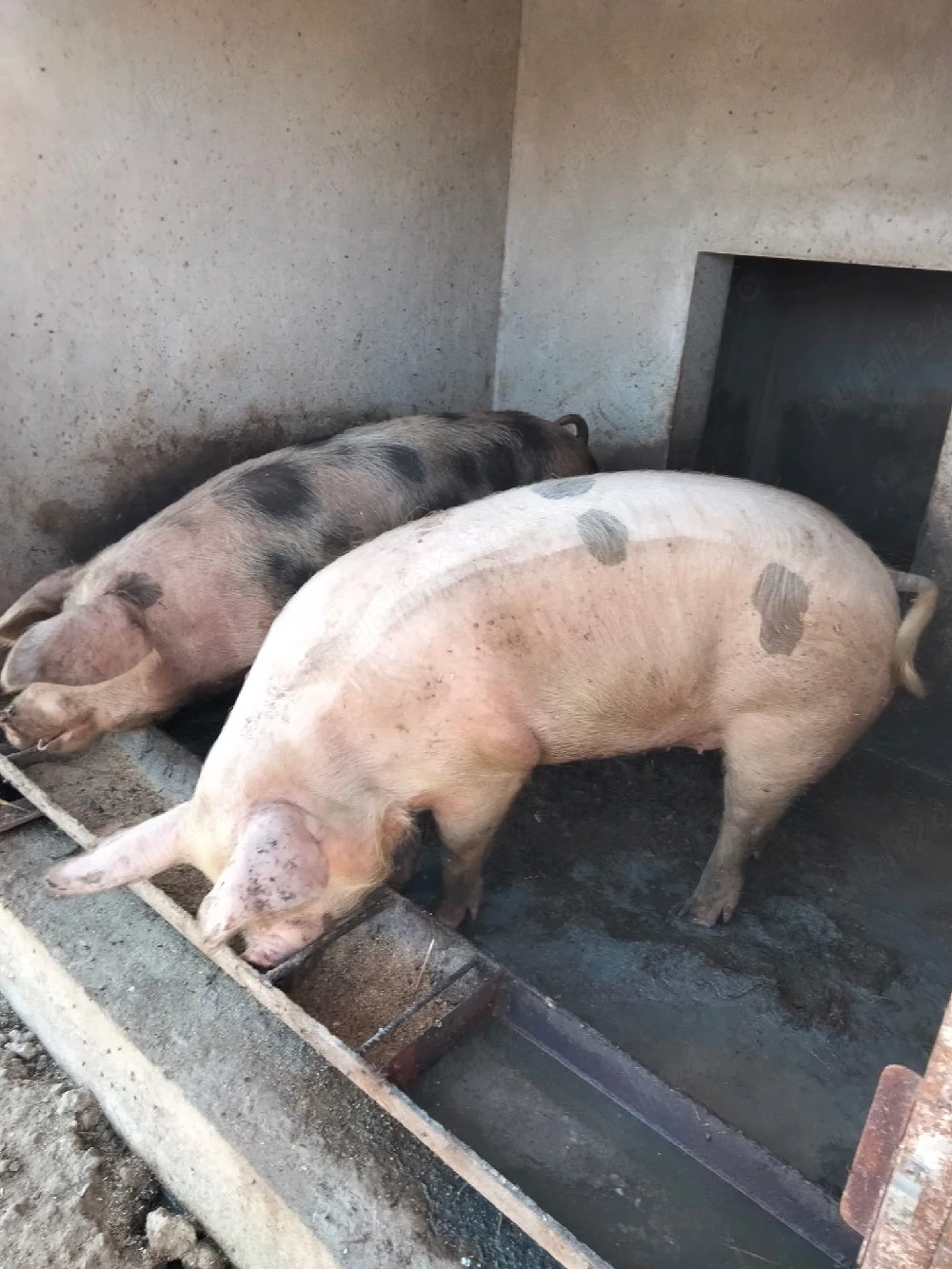 Porci de carne