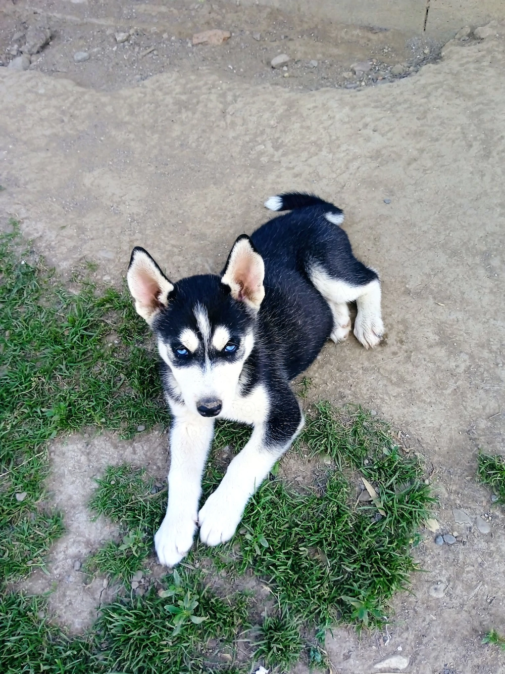 Cățel Husky Siberian 