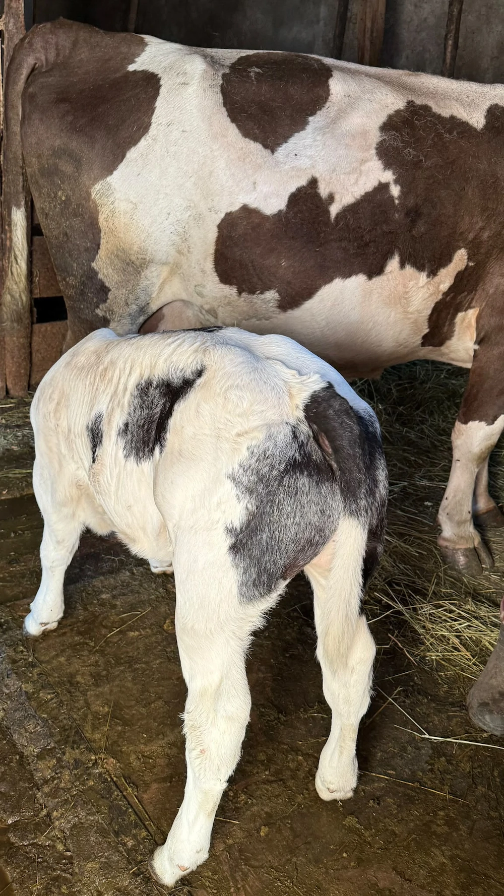 Vând vaca cu vițel albastru belgian