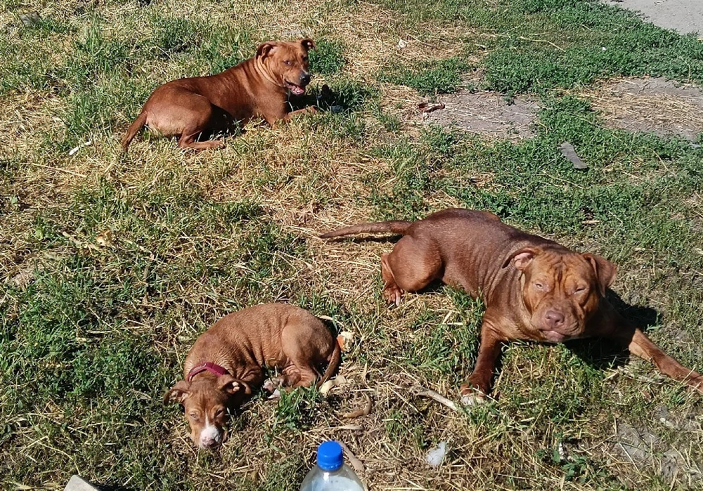 vând Amstaff mascul femelă,1 an jumătatea 