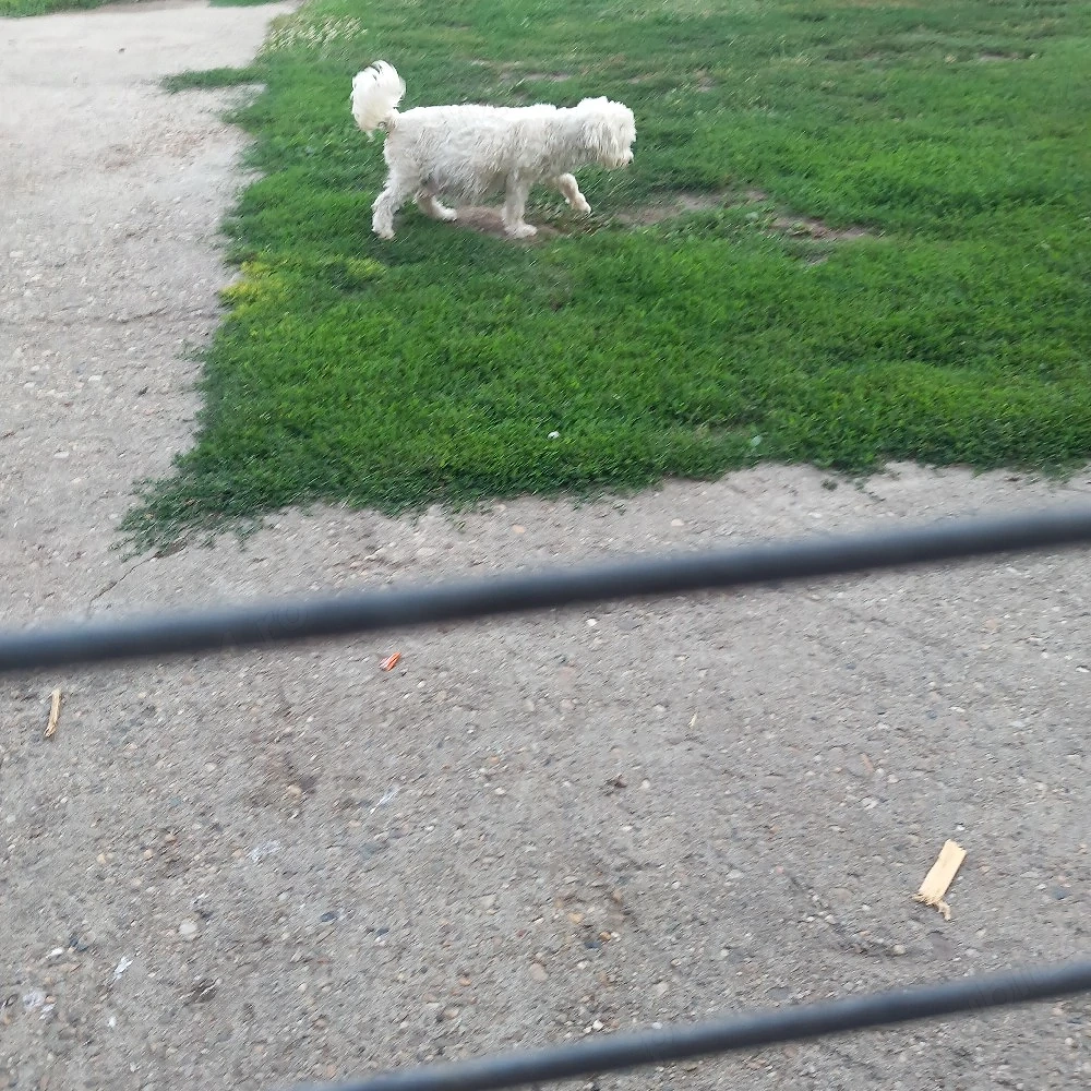 De vinzare bison maltez femelă 