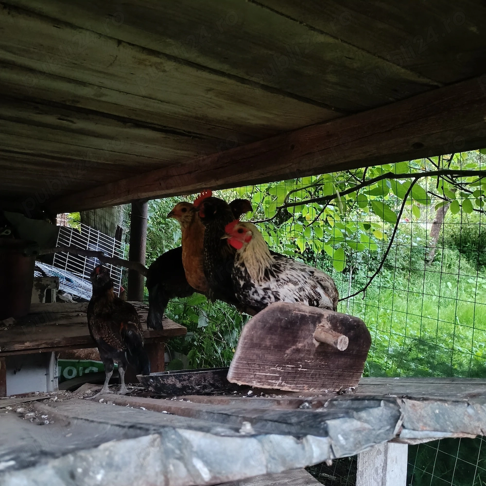 Cocoșei de anul acesta 