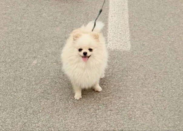 Pomeranian extra mini