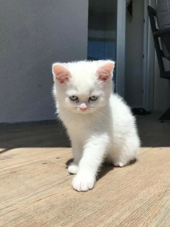 British shorthair motănei și pisicuțe