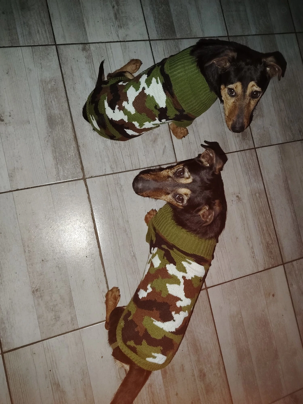 Ofer spre adopție 2 cățeluși fetiță și băiețel 