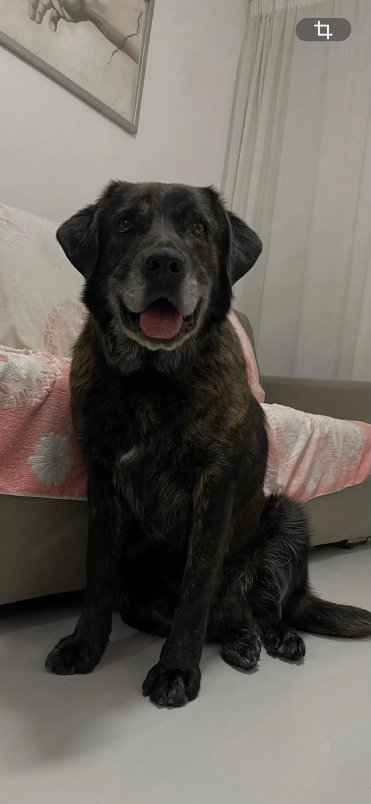 Donez catelusa de aproximativ 2 ani, 35 kg, vaccinata si microcipata.