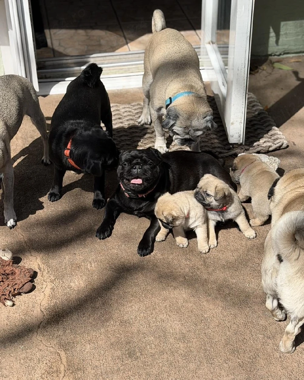 Puii de pug, iubitori și plini de energie