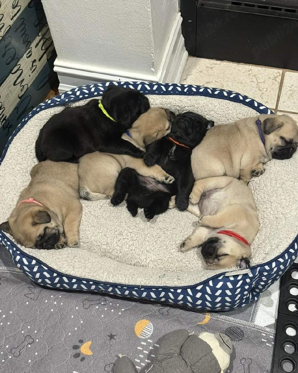 Nu mai căutați în altă parte: avem cei mai frumoși și sănătoși pui de mop din rasa pug, gata să vă î