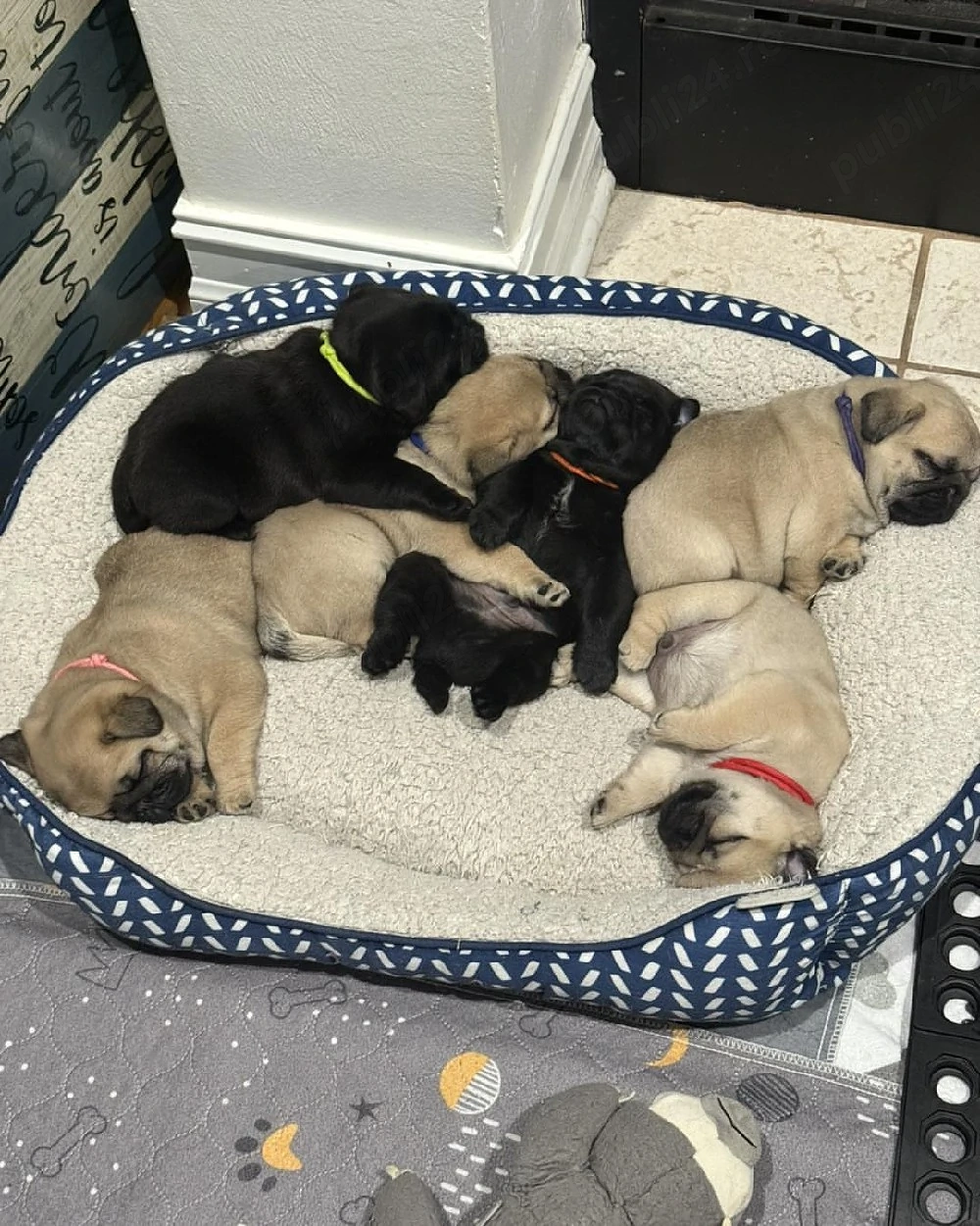 Pui de pug incredibil de frumoși și adorabili  