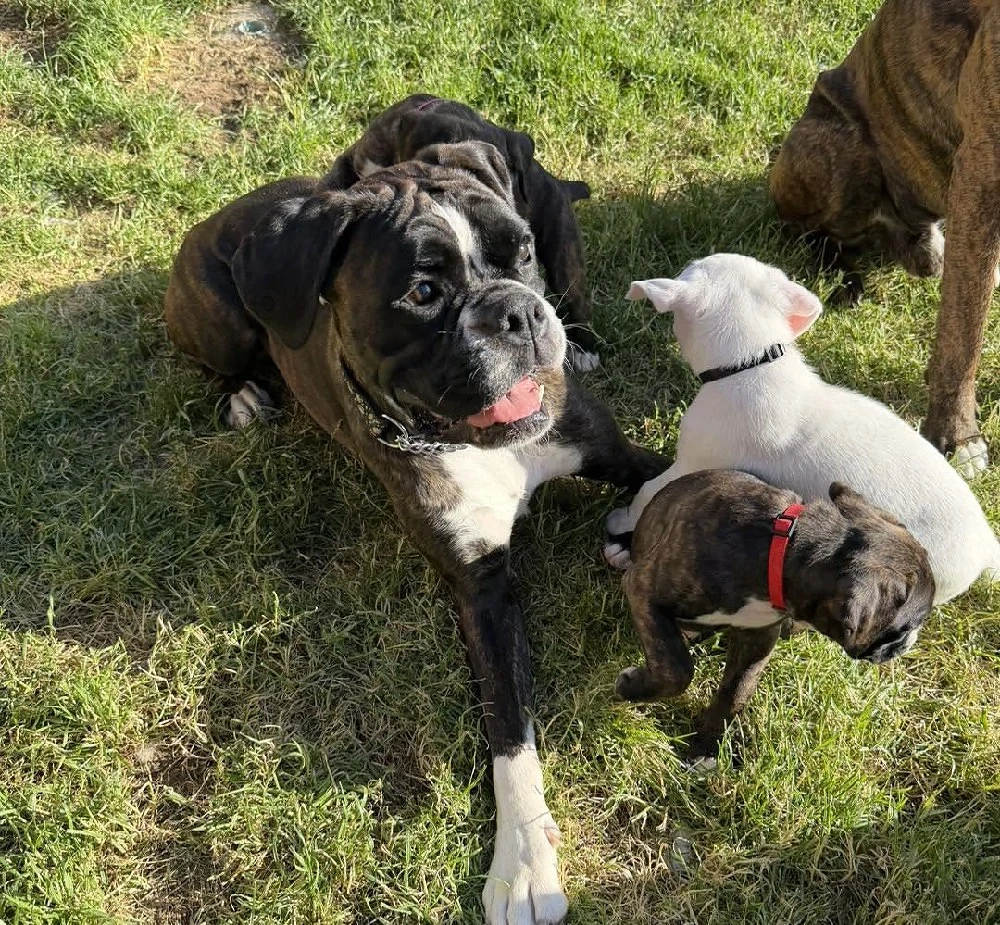 Avem niște pui de boxer minunați, disponibili și gata de a fi luați acasă