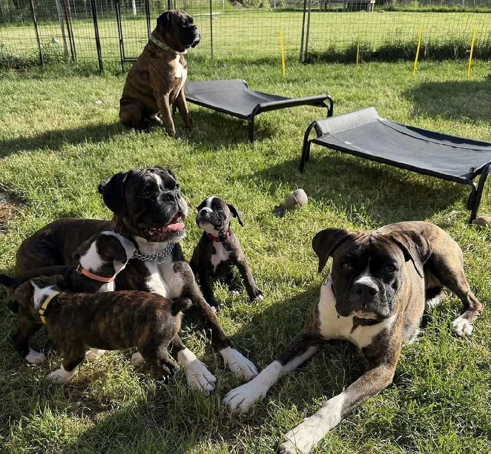 Pui de boxer drăguți și sănătoși, gata să-și găsească un cămin nou 