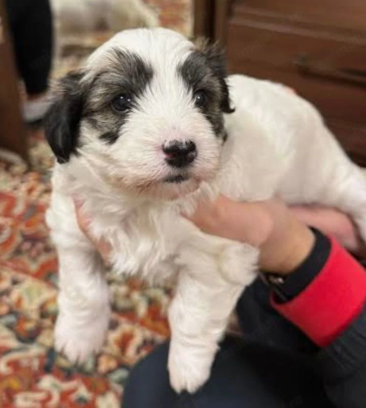 Bichon havanez 600 lei