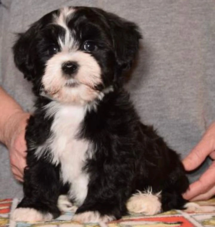 Bichon havanez 650 lei 