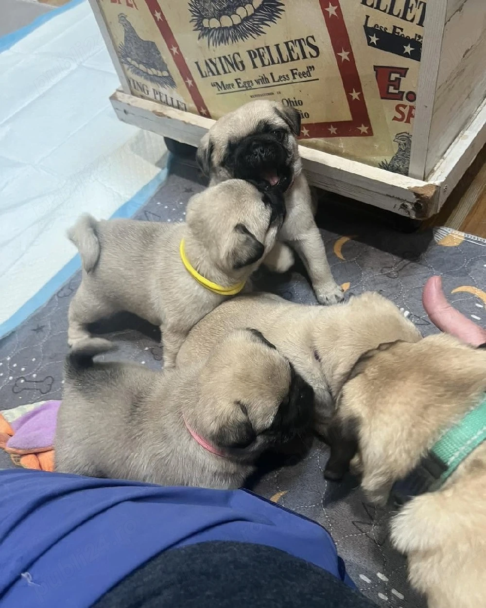 Cei mai buni și mai sănătoși pui de pug, disponibili acum 