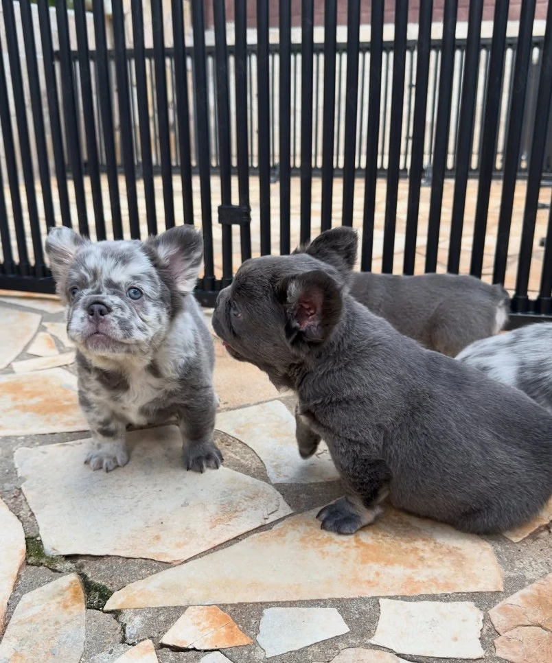 Vino să vezi puii noștri de bulldog francez de înaltă calitate  