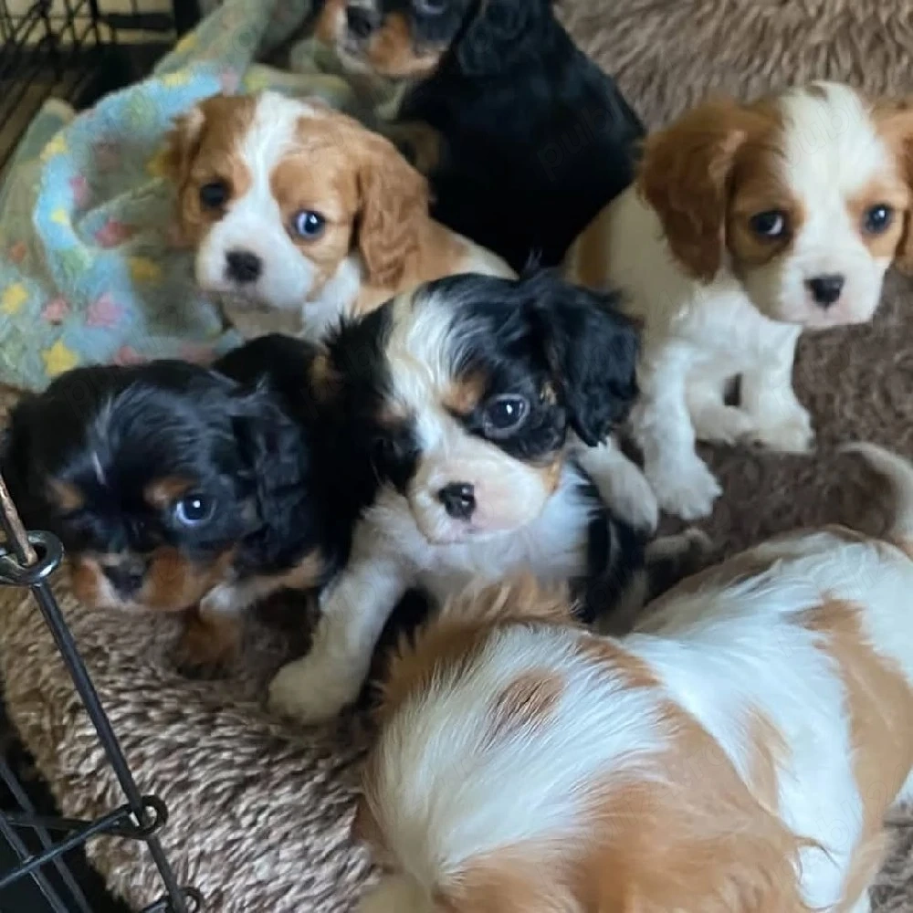 Uitați-vă la acești cățeluși Cavalier King Charles, drăguți, sănătoși și afectuoși