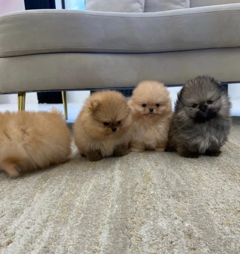 Nu ratați puii noștri de Pomeranian, plini de dragoste și sănătoși 