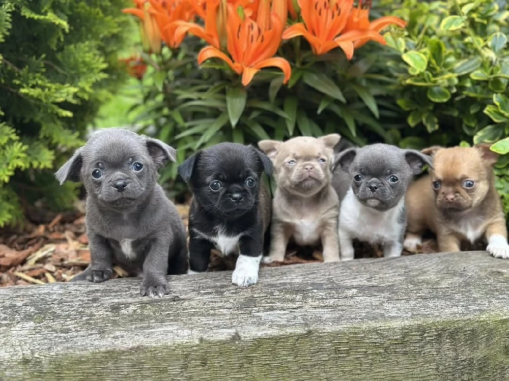 Puii de chihuahua minunați și incredibili sunt acum gata să vă întâmpine