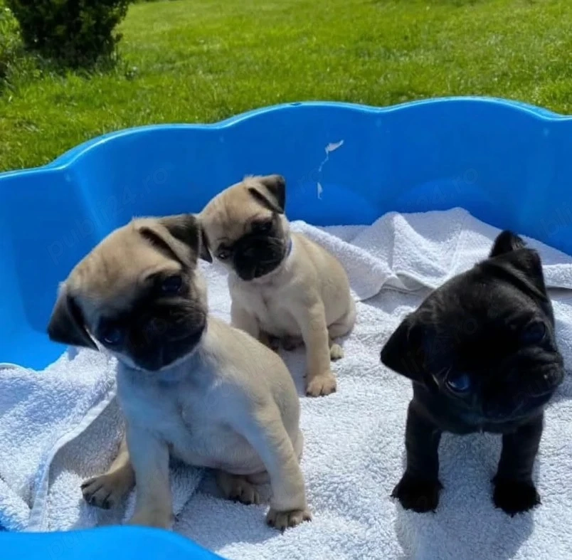 Cel mai bun prieten pentru tine: adorabilii noștri pui de pug