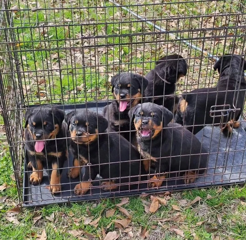 Pui de Rottweiler drăgălași, iubitori și sănătoși, disponibili acum