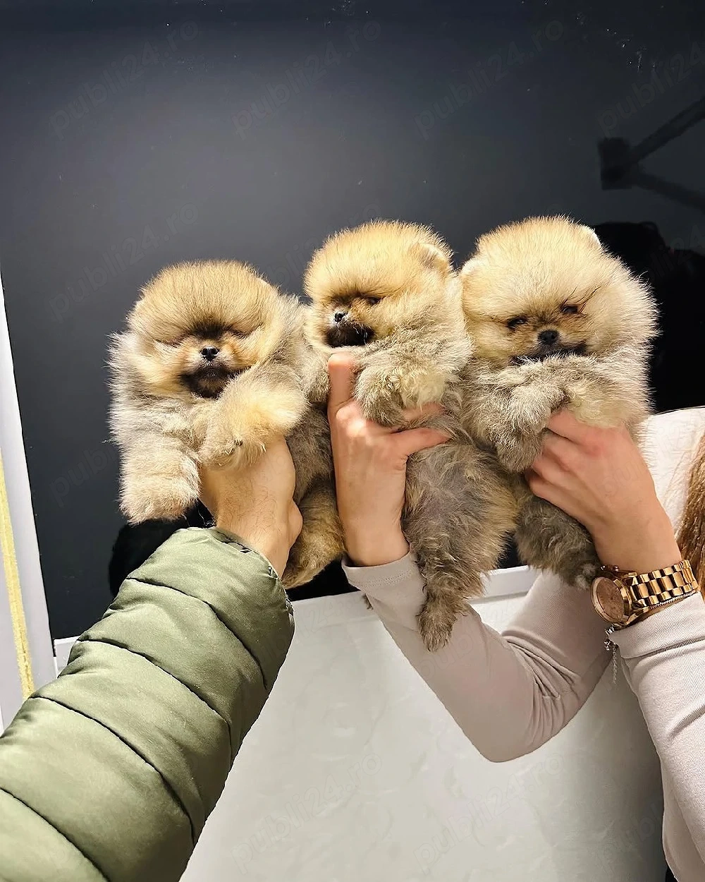 Nu mai căutați în altă parte, pentru că ați găsit cei mai buni pui de Pomeranian 