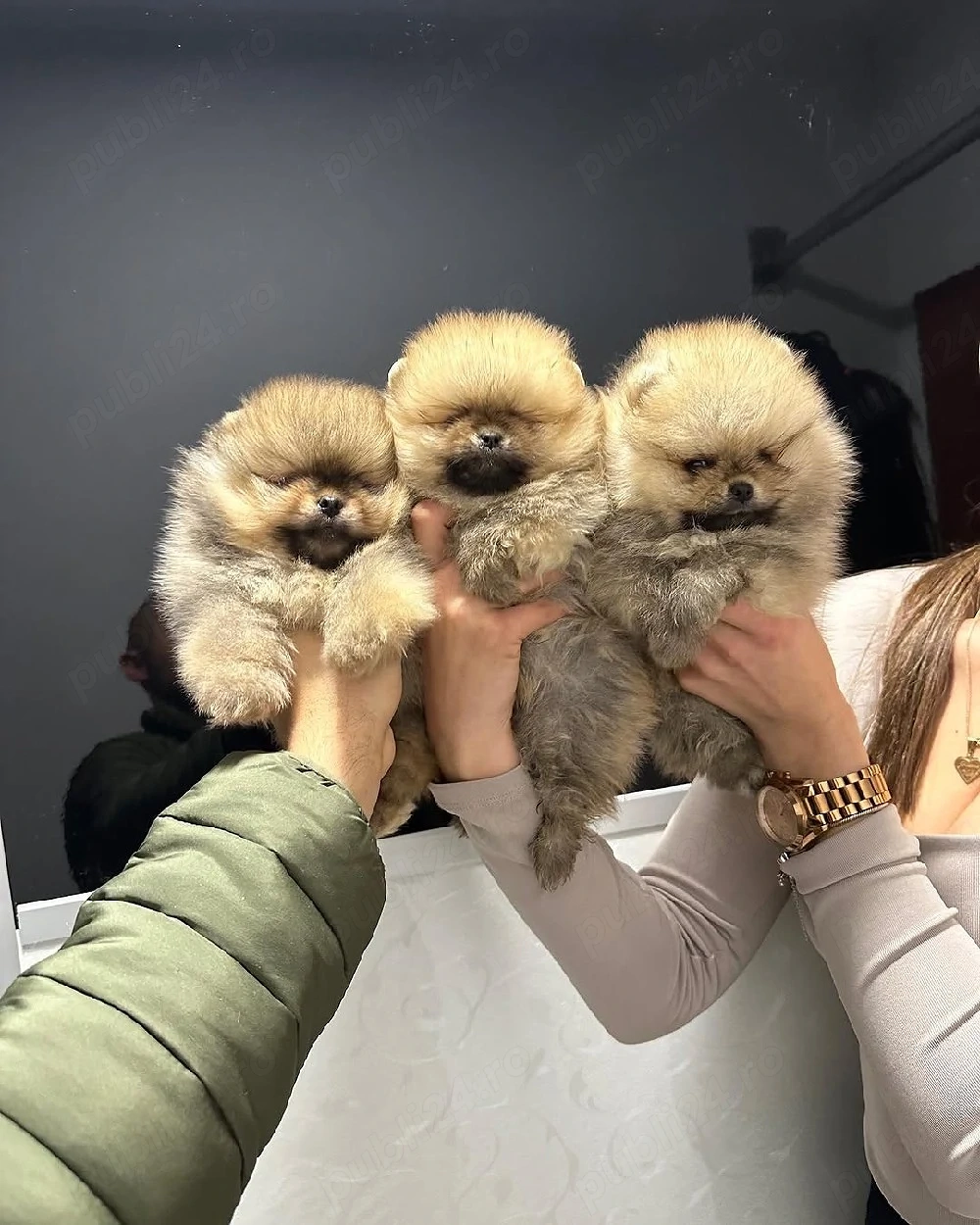 Nu mai căutați în altă parte, pentru că ați găsit cei mai buni pui de Pomeranian 