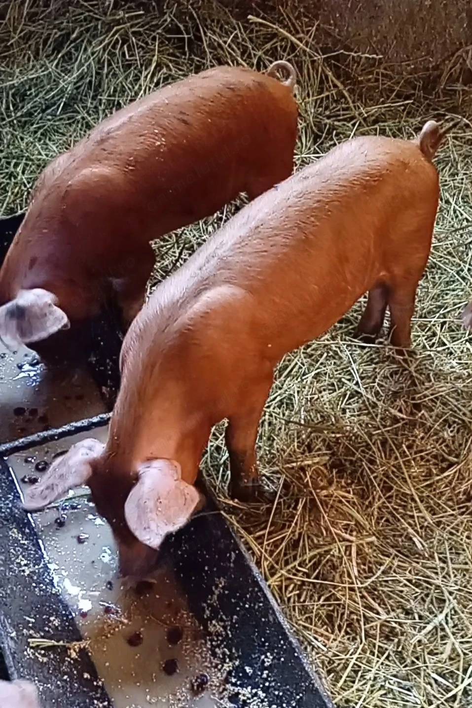 Vând purcei Duroc înțărcați