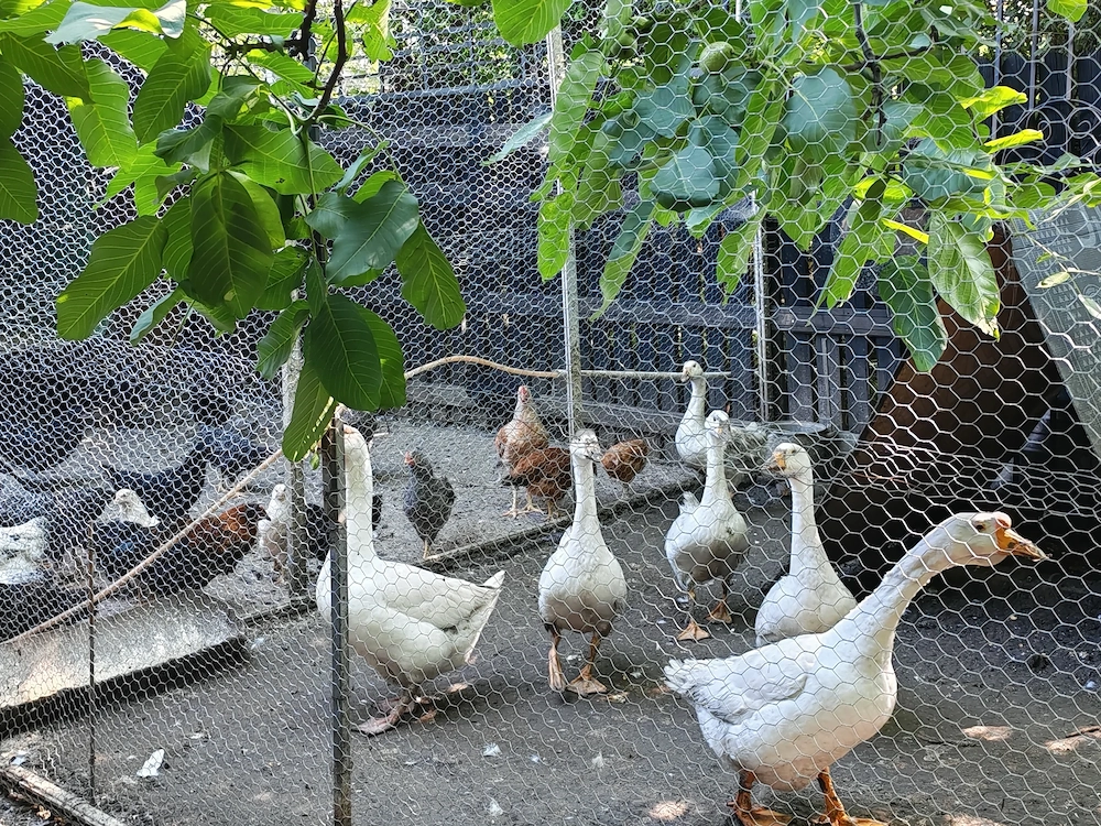 Gâște Tinere de Curte   Crescute Natural