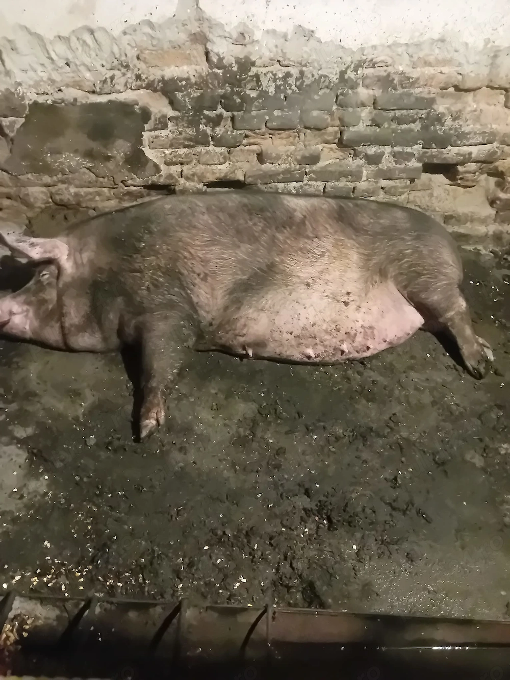 scroafă gestantă de vânzare 3500 lei