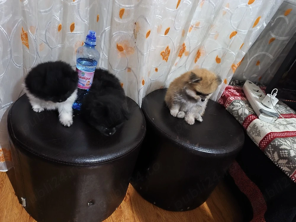 puiuți Pomeranian de culori superbe cu acte