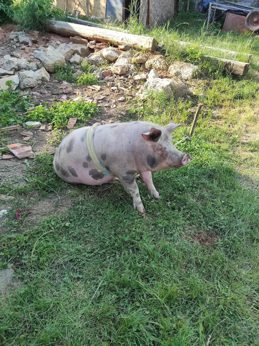 Porc de vânzare 
