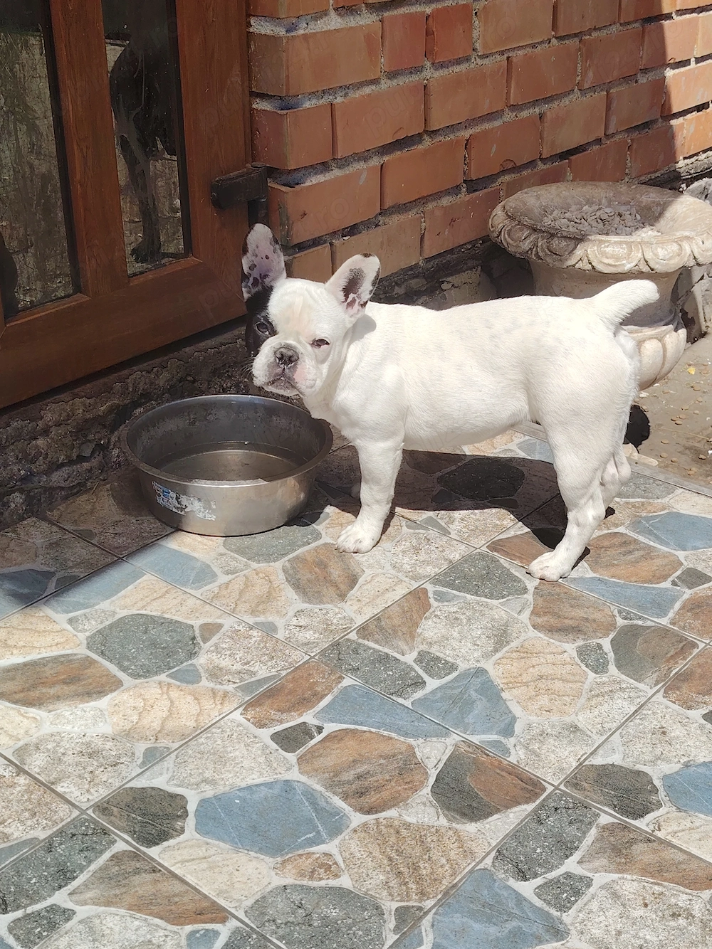 Vand Bulldog francez femela 
