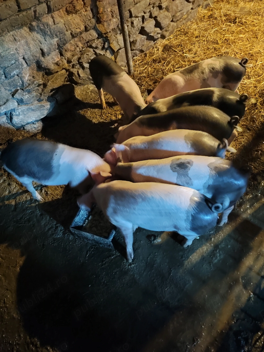 Purcei de 12 săptămâni 
