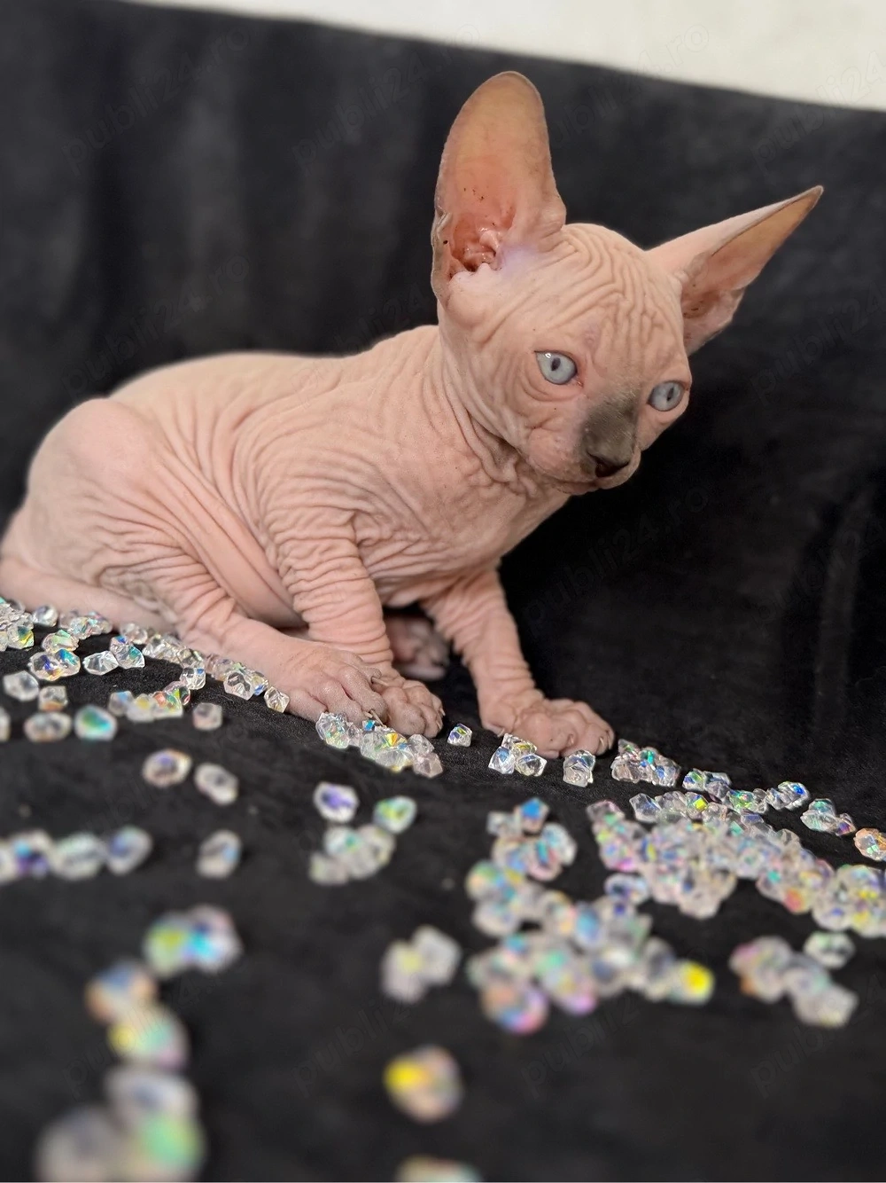Baietel Sphynx cu pedigree