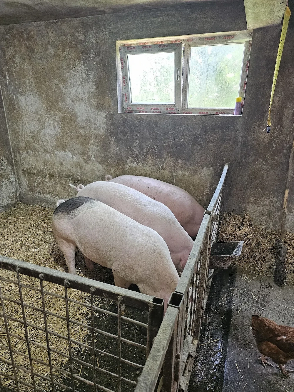 Vând Porci 120 - 150 kg 
