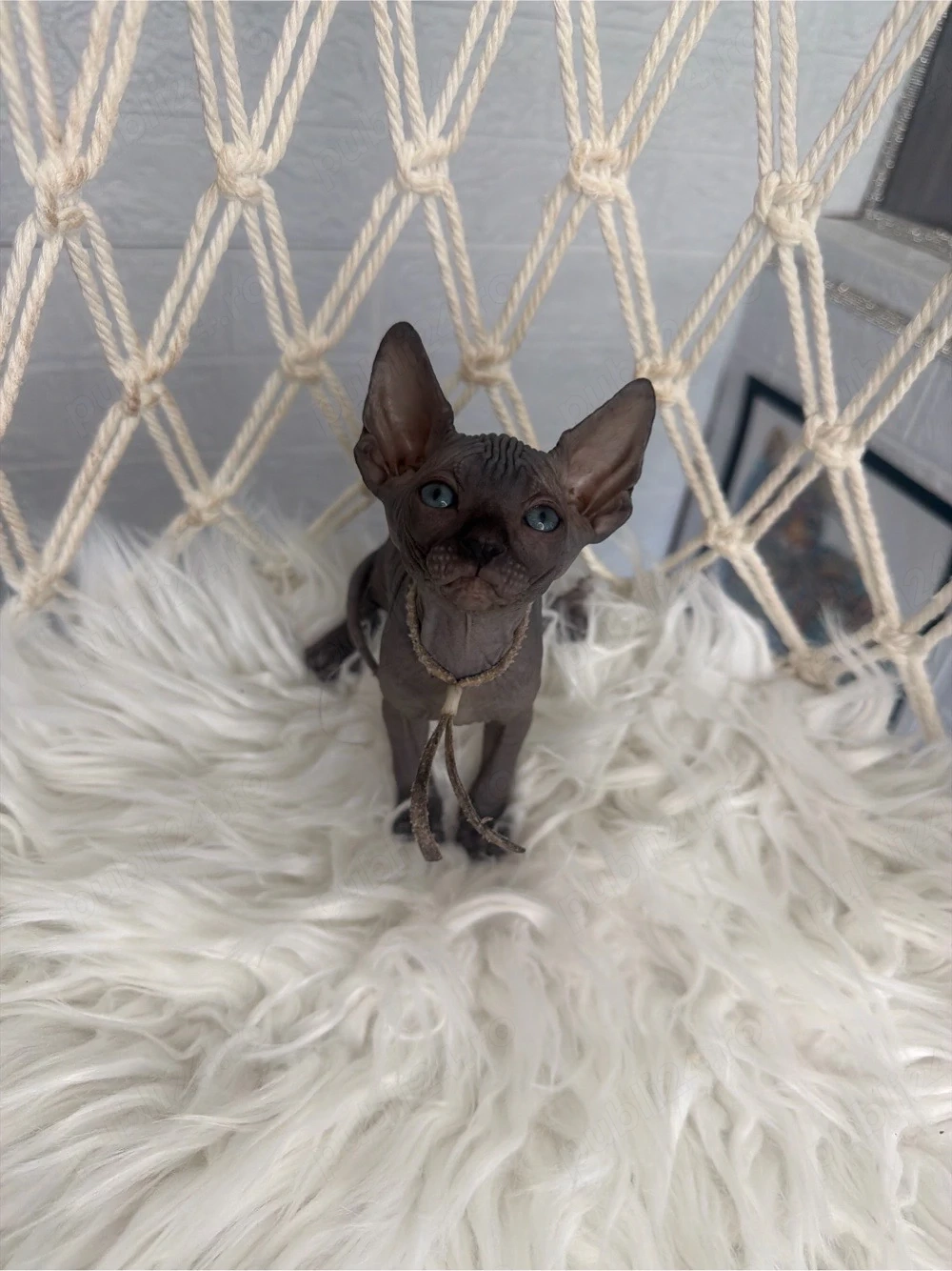 Baietel Sphynx negru cu pedigree 
