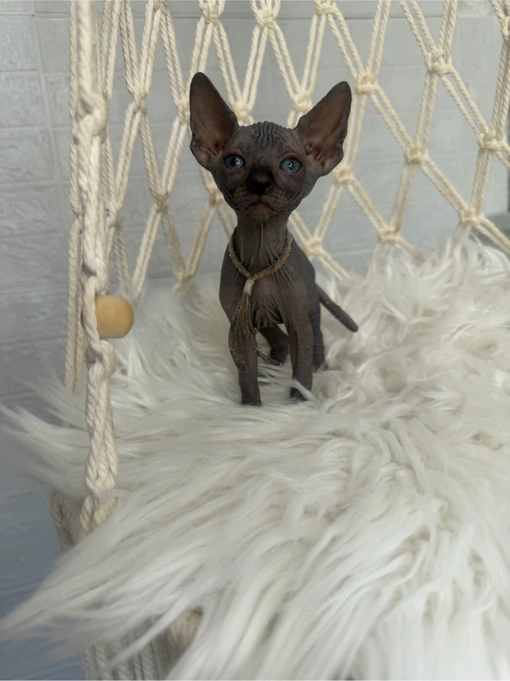 Baietel Sphynx negru cu pedigree 