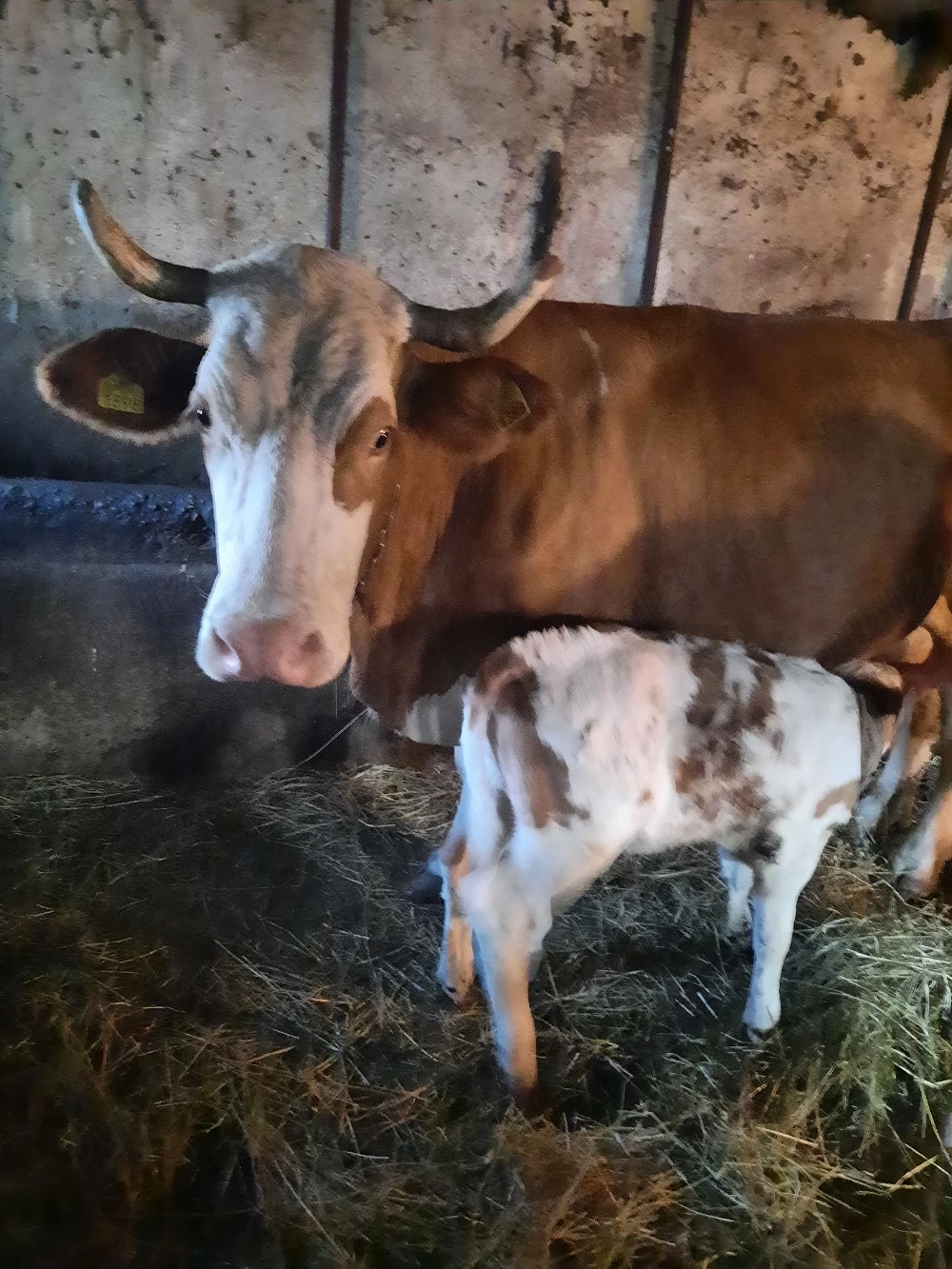 Vaca cu vițel de vanzare