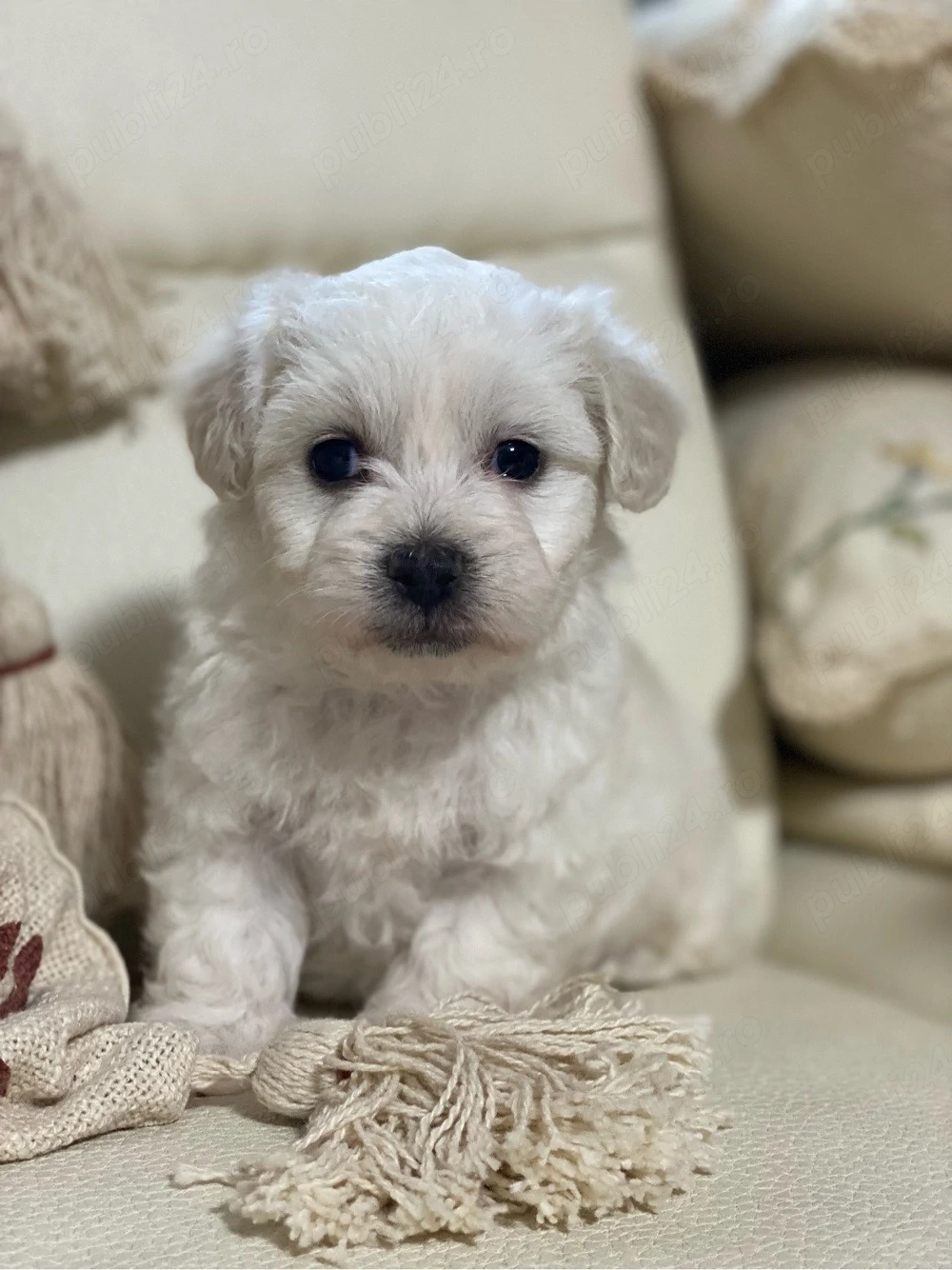 Vând bichon maltez