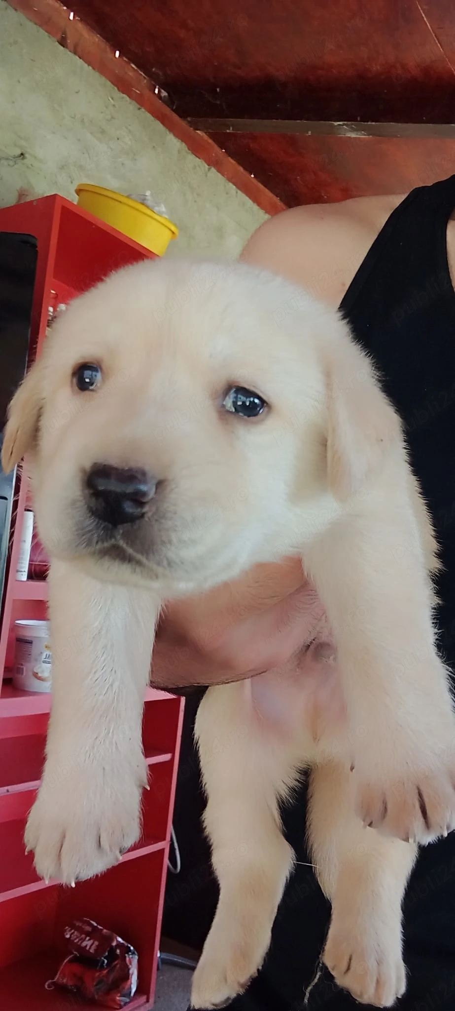 Vand Labrador Retriever Galben si negru Incepand din 1 iulie se pot vinde