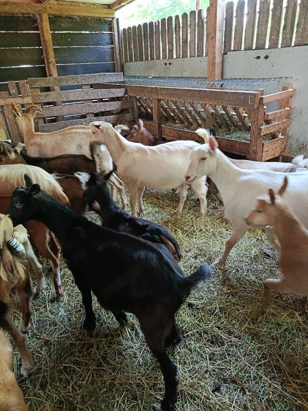 Iezi si iedute de vanzare