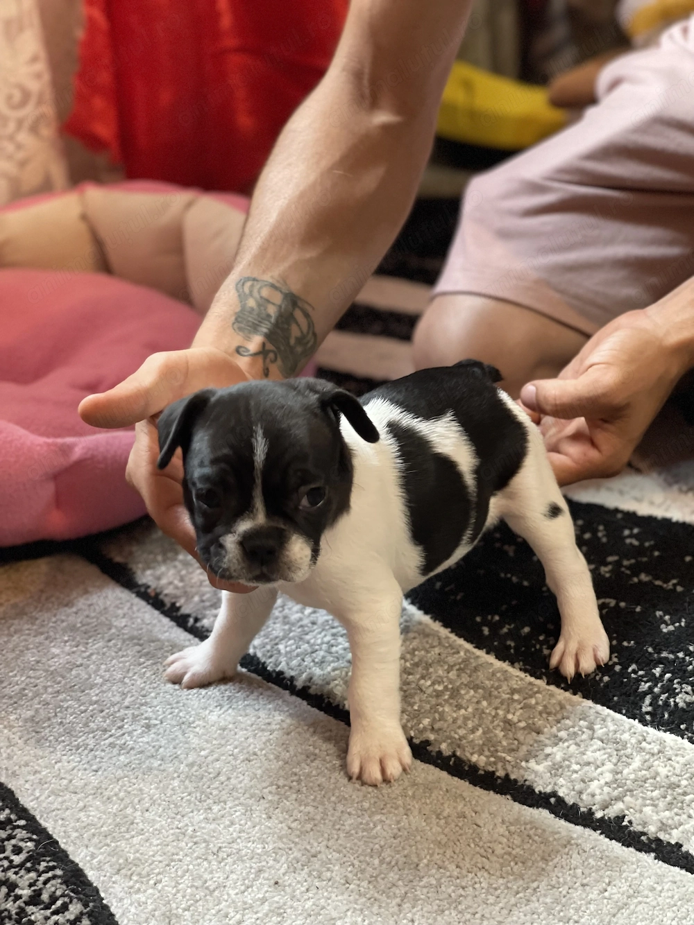 Puisori Bulldog Francez