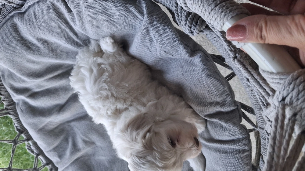 Bichon baietel jucăuș