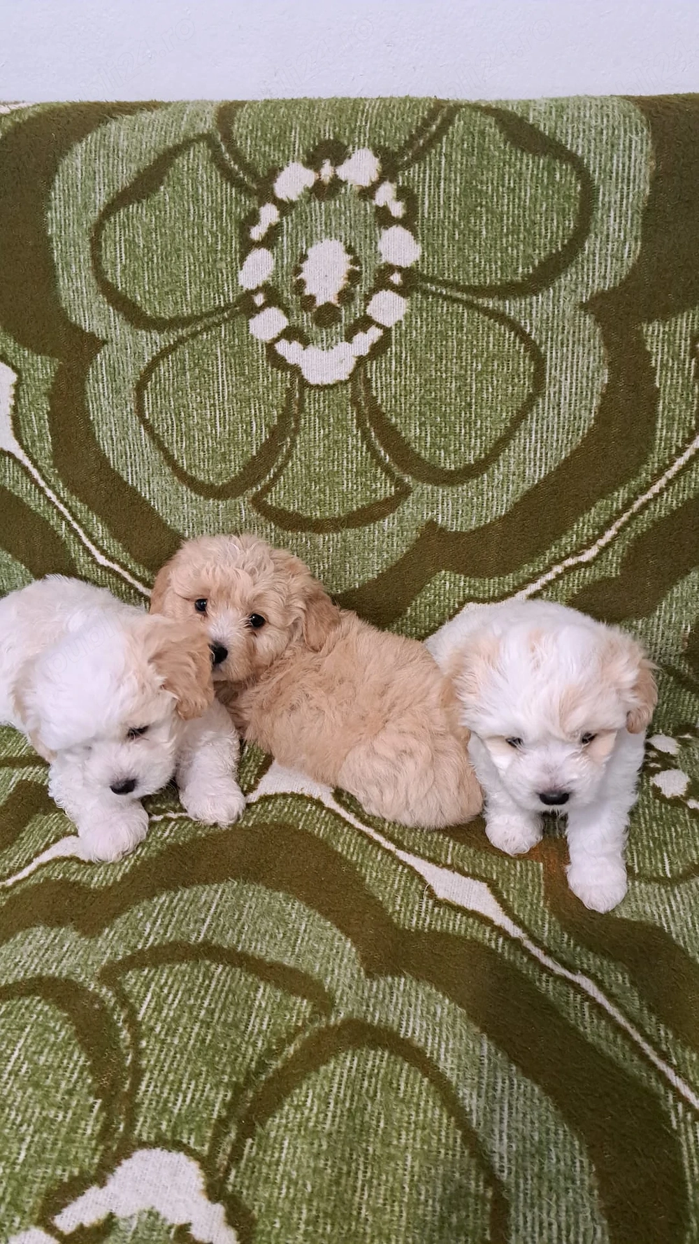 Bichon Maltipoo