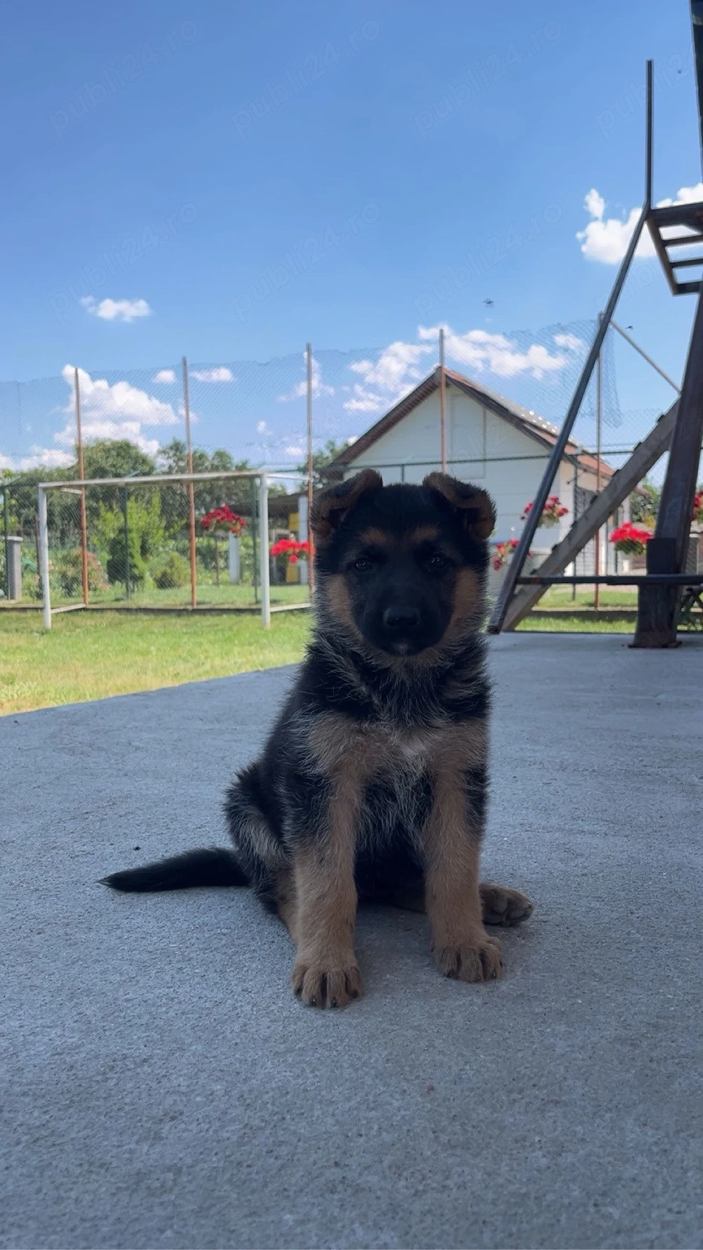 Pui Ciobanesc German